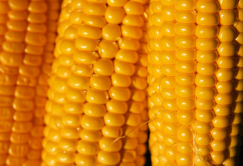 Yellow corn closeup