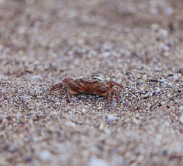 Crab on the beach, closeup view