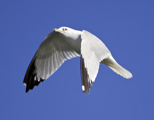 Beautiful isolated picture of the flying gull