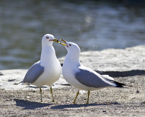 Background with two gulls staying on the shore