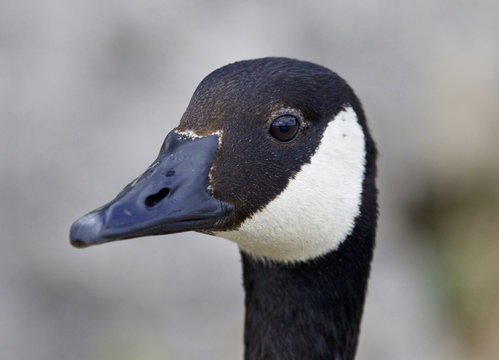Very beautiful portrait of a Canada goose