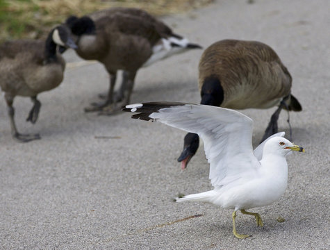 Funny picture of a gull jumping away from the angry Canada geese