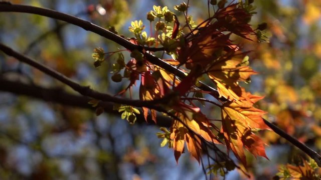 Slow and smooth motion of maple twig with fresh red leaves and green blossom close up. Amazing natural background for excellent intro in hypnotic full HD clip.  
