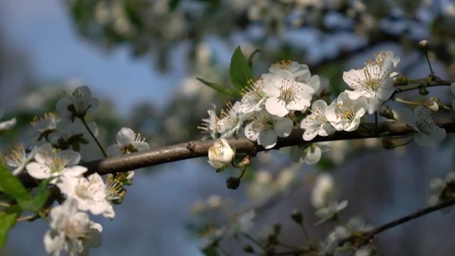 Smooth motion of cherry branch with white blossom and fresh green leaves close up. Amazing natural background for excellent intro in hypnotic full HD clip.  
