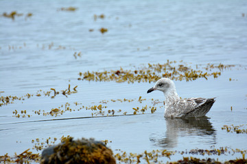 Une mouette posée sur la mer en Bretagne à Trégastel