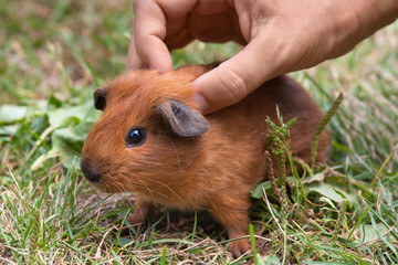 Fototapeta premium hand stroking guinea pig