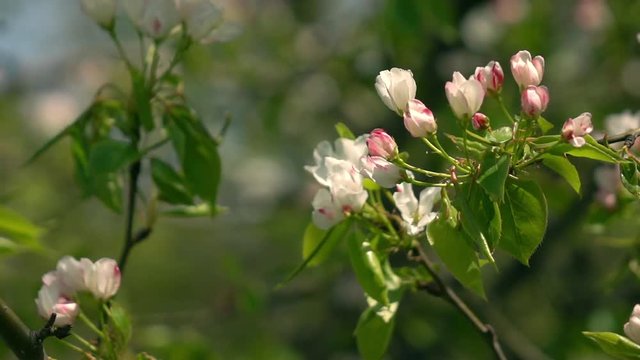 Pear branch with pink blossom and fresh green leaves close up. Amazing natural background for excellent intro in hypnotic full HD clip.  
