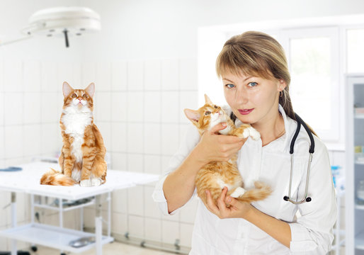 veterinary doctor and kitten