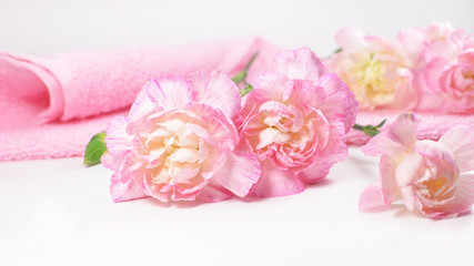 Pink carnation flower branch