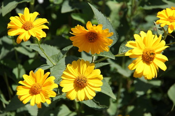 Yellow garden flowers