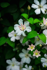 Clematis flower in the garden. Shallow depth of field.