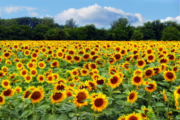 Obraz premium Field of sunflowers