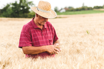 Senior farmer in a field examining wheat crop.