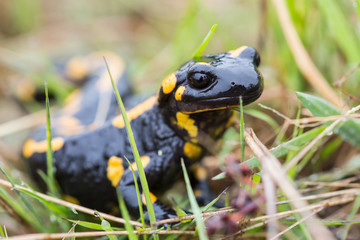 Fire salamander that looks out of the grass with rain drops