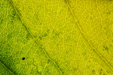 Leaf texture close up abstract background.