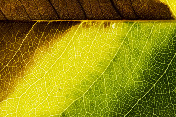 Naklejka na ściany i meble Leaf texture close up abstract background.