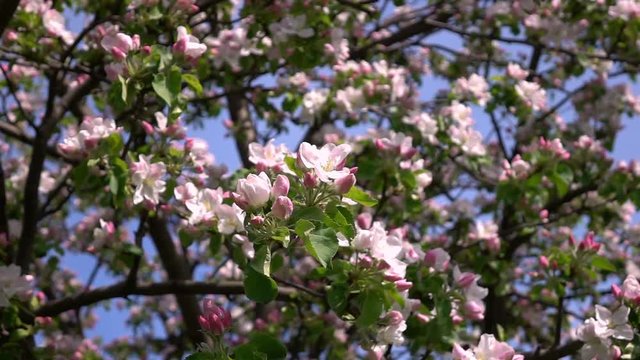 Smooth motion of apple spring tree with pink blossom and fresh green leaves close up. Amazing natural background for excellent intro in hypnotic full HD clip.  
