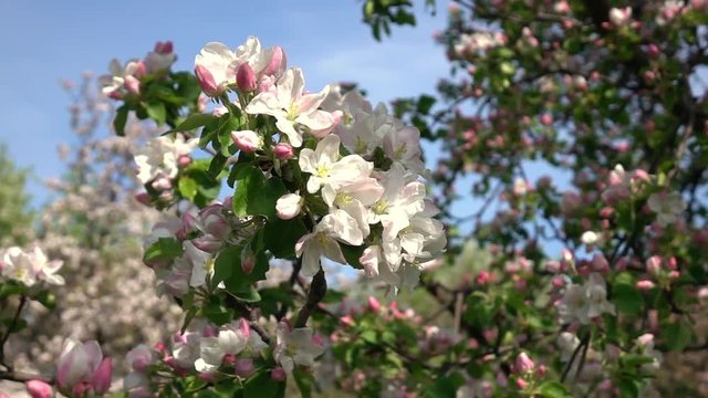 Smooth motion of apple spring twig with pink blossom and fresh green leaves close up on tree backdrop. Amazing natural background for excellent intro in hypnotic full HD clip.  
