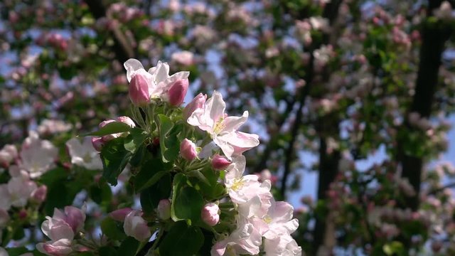 Smooth motion of apple spring twig with pink blossom and fresh green leaves close up on tree backdrop. Amazing natural background for excellent intro in hypnotic full HD clip.  
