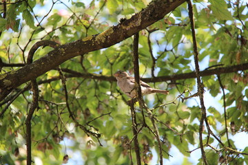Fototapeta premium Sparrow