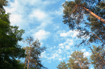 Obraz premium pine forest on the background of the sky with clouds