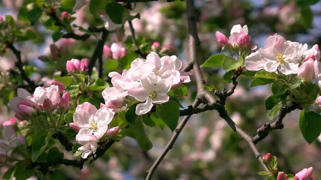 Apple branch with pink blossom and fresh green leaves close up. Amazing natural background for excellent intro in hypnotic full HD clip.  
