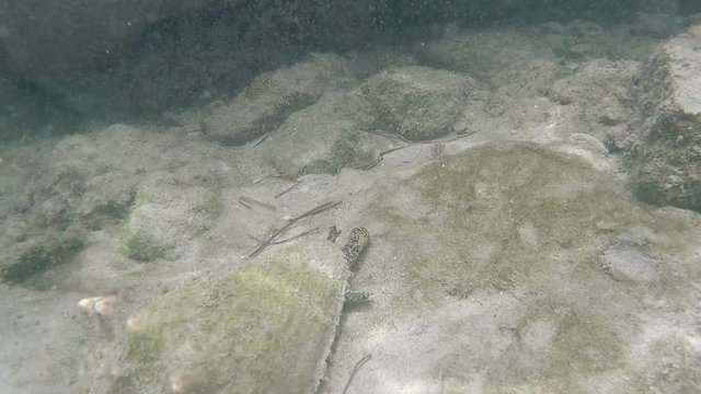 Key West Florida Conch eating underwater