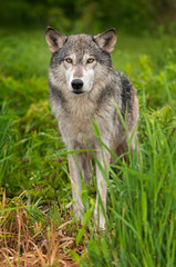 Naklejka na ściany i meble Grey Wolf (Canis lupus) Stands in Grass Looking Out