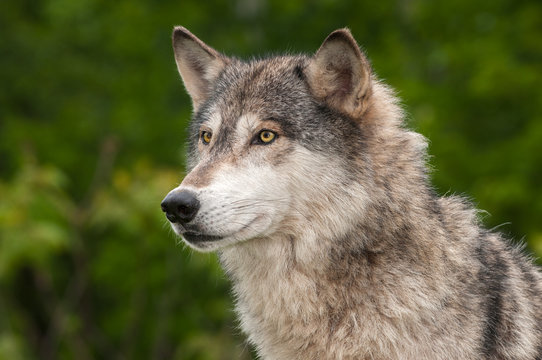 Grey Wolf (Canis lupus) Looks Out