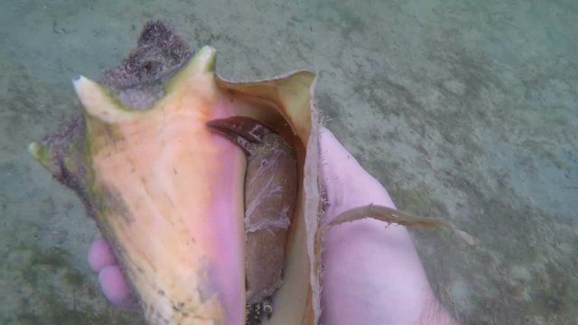 Florida Keys inspecting a conch underwater