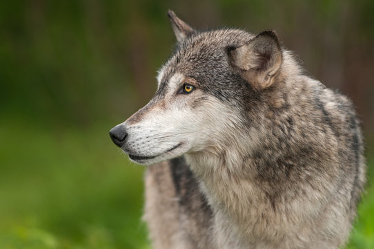 Grey Wolf (Canis lupus) Closeup Profile