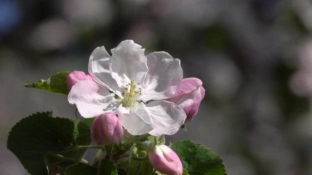 Apple pink blossom close up. Amazing natural background for excellent intro in hypnotic full HD clip.  
