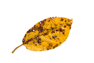 Yellow autumn leaf closeup isolated on white background