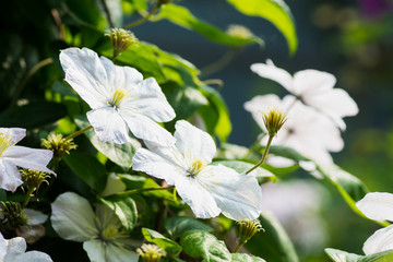 Clematis flower in the garden. Shallow depth of field.