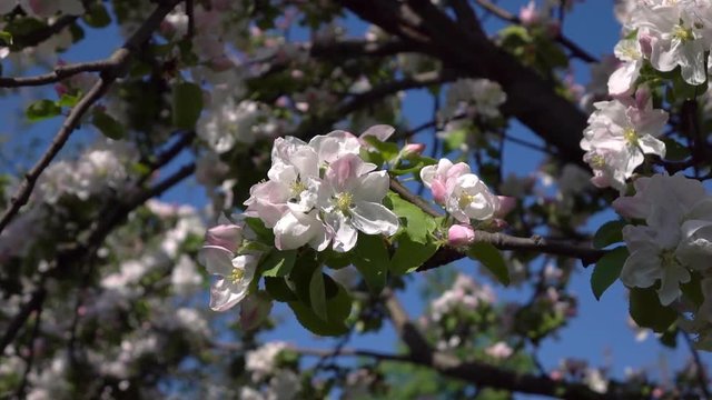 Apple branch with pink blossom close up. Amazing natural background for excellent intro in hypnotic full HD clip.  
