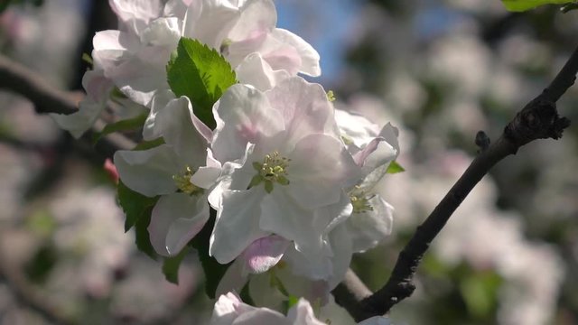 Zooming down of pink apple branch with blossom. Amazing natural background for excellent intro in hypnotic full HD clip.  
