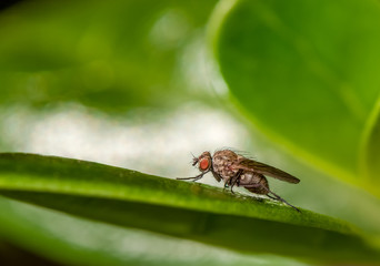 Fly on leaf