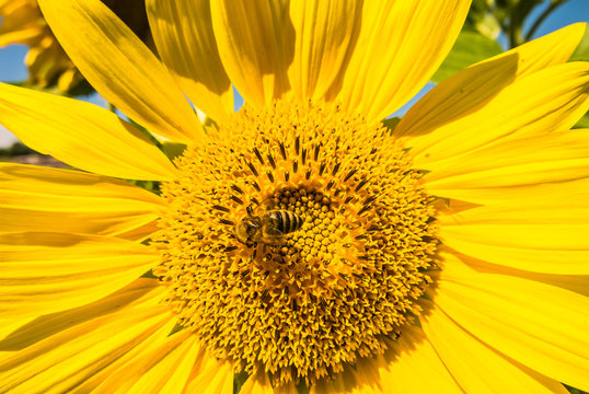 Insekten auf Sonnenblumen