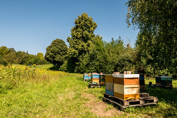 Fototapeta na wymiar Bienenkästen neben Sonnenblumenfeld