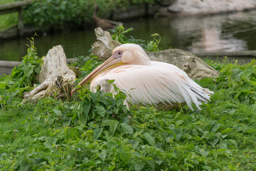 Rosapelikan auf grüner Wiese mit Teich im Hintergrund