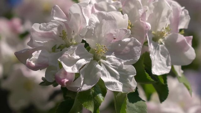 Pink apple branch with blossom close up. Amazing natural background for excellent intro in hypnotic full HD clip.  
