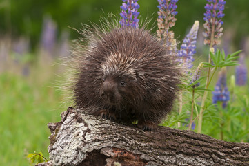 Porcupine (Erethizon dorsatum) Looks Left Atop Log