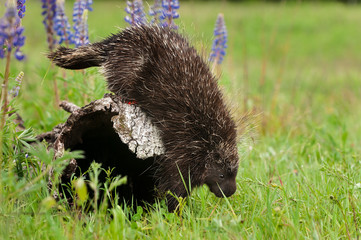 Porcupine (Erethizon dorsatum) Steps Off Log