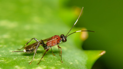 Fototapeta na wymiar Small Parasitic Wasp