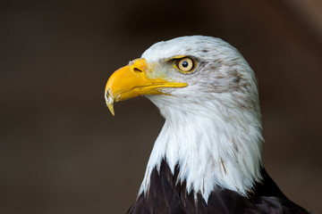 bald eagle (Haliaeetus leucocephalus)