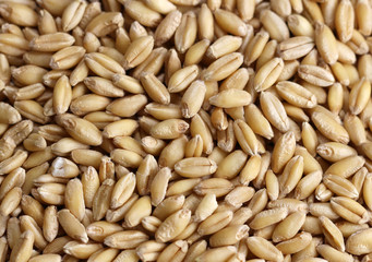 Wheat grain background