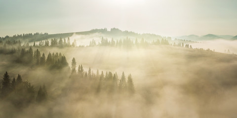 Majestic landscape with forest