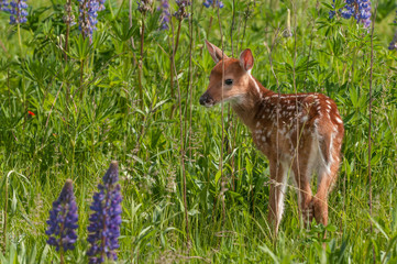 White-Tailed Deer Fawn (Odocoileus virginianus) Looks Back
