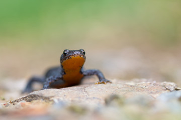 Alpine newt - Ichthyosaura (Triturus) alpestris
