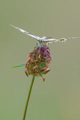 Melanargia galathea, the marbled white